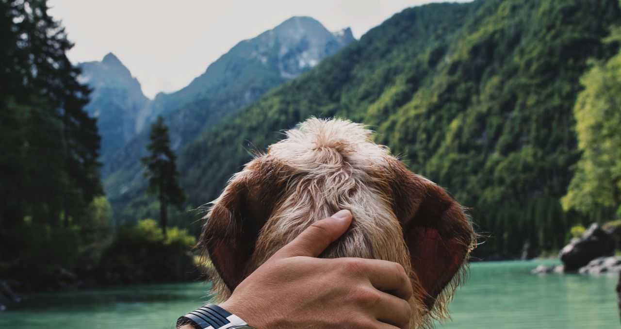 services-04 A person gently holds a dog's head while gazing at a serene mountain lake surrounded by lush greenery.