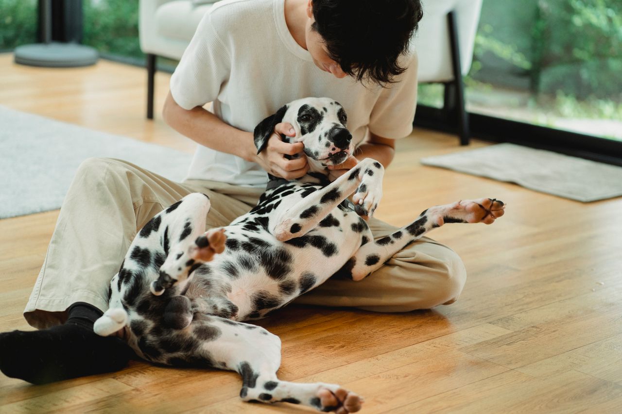 A man lovingly interacts with his Dalmatian dog on a wooden floor indoors.