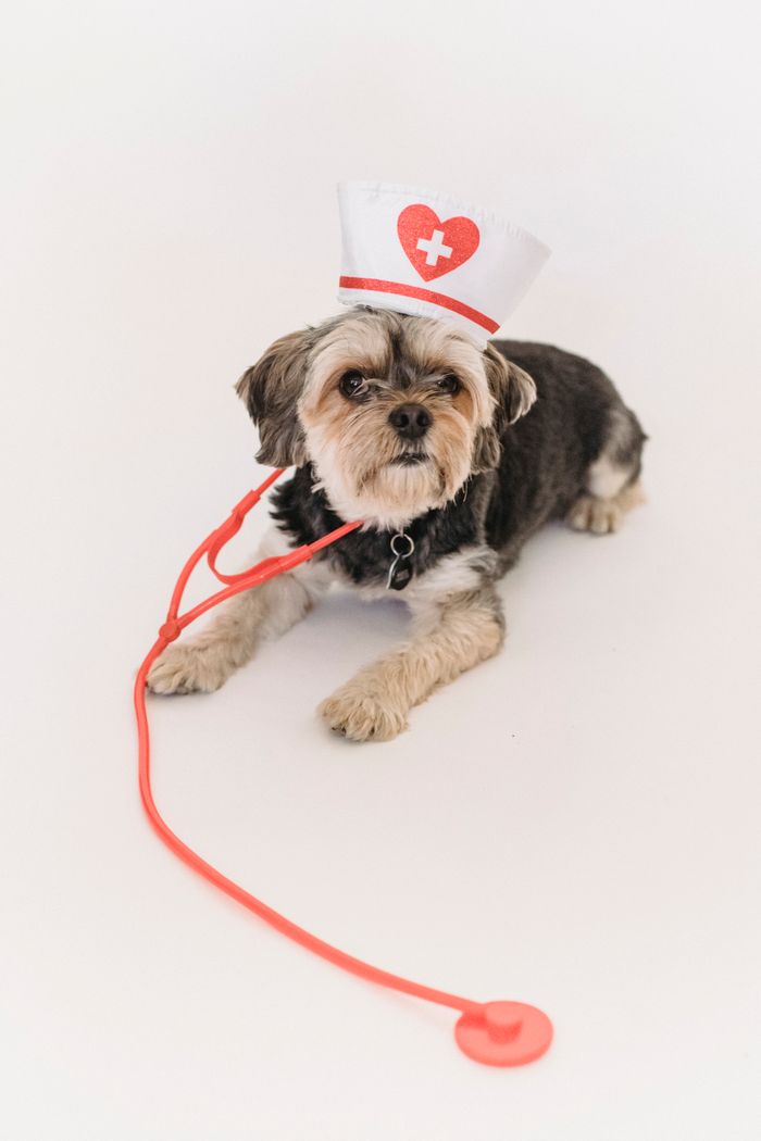 services-img Cute little purebred dog with red and white nurse cap and stethoscope lying on white background of studio
