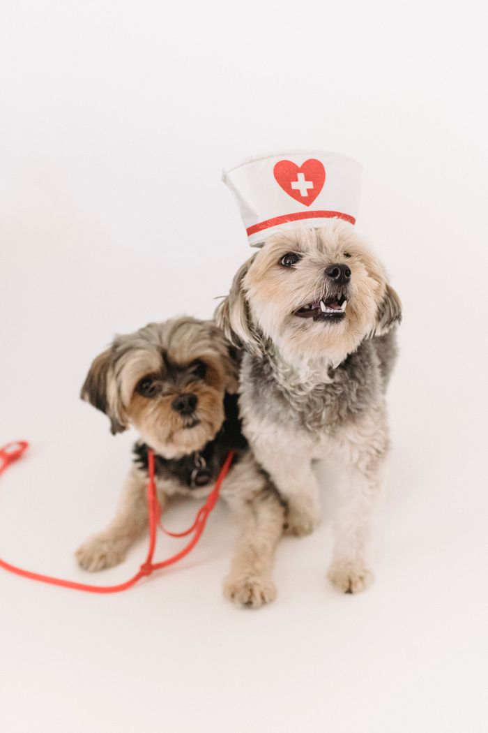 Little fluffy cute dogs with nurse cap and stethoscope playing on white background of studio