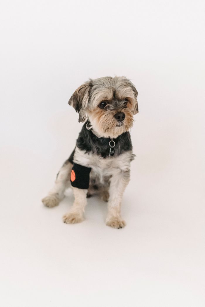 journey-01 Adorable small fluffy little dog sitting on floor on white background of studio