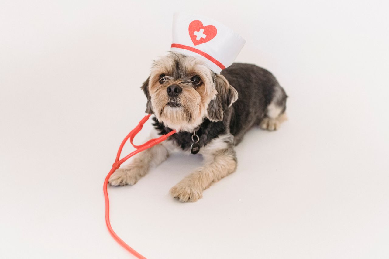 services-01 From above of cute Yorkshire terrier dog with fake stethoscope and medical hat lying on white background and looking up