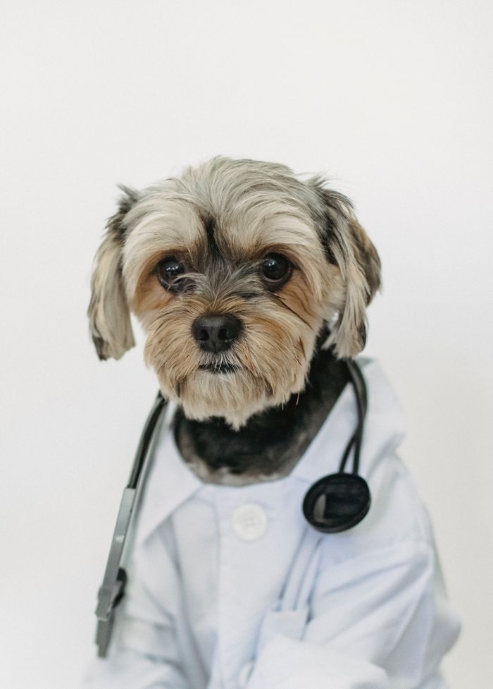 vision Yorkshire Terrier in medical robe with professional tool looking at camera on white background