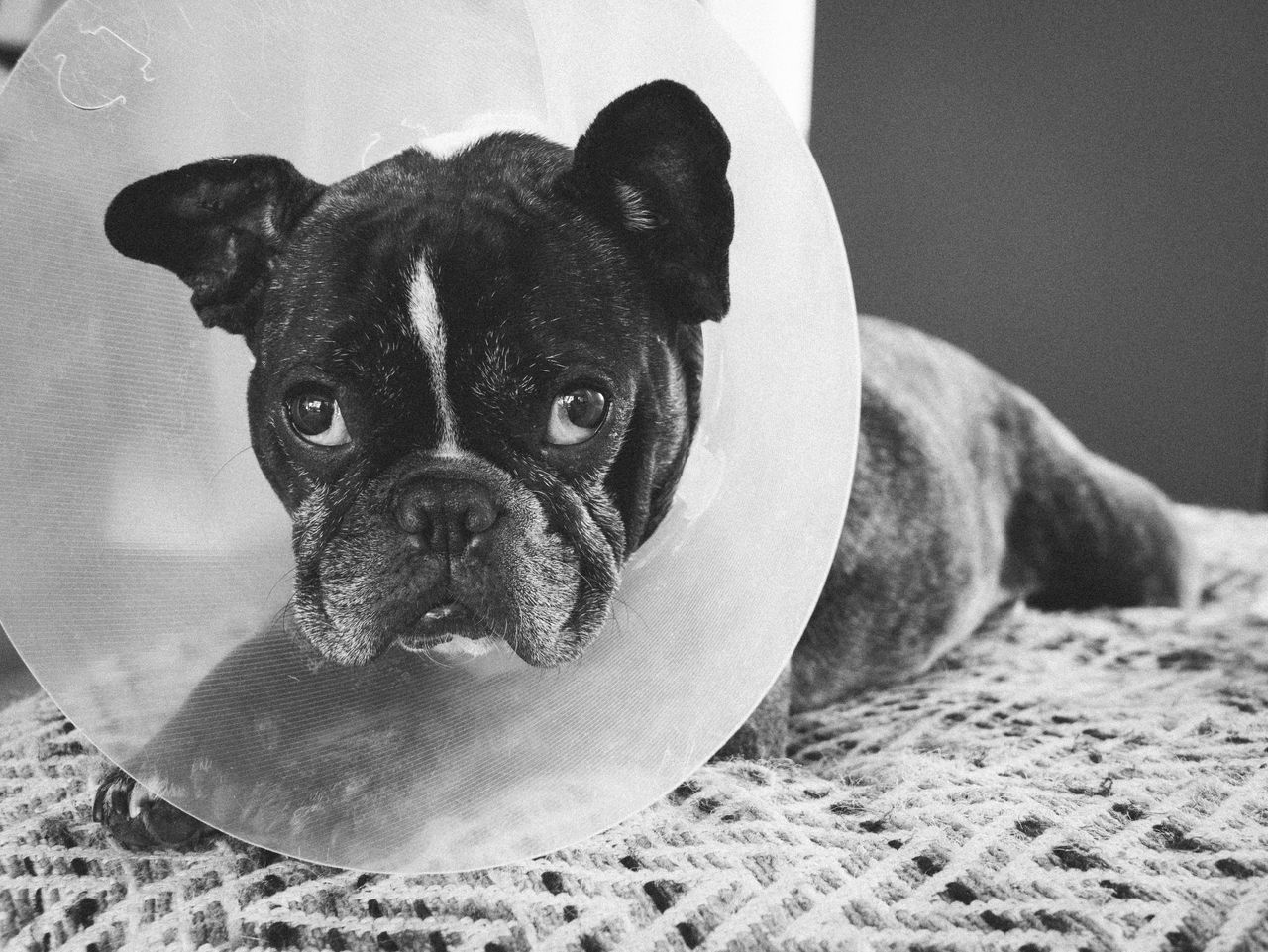 about-img Black and white portrait of French Bulldog wearing an Elizabethan collar, lying indoors.