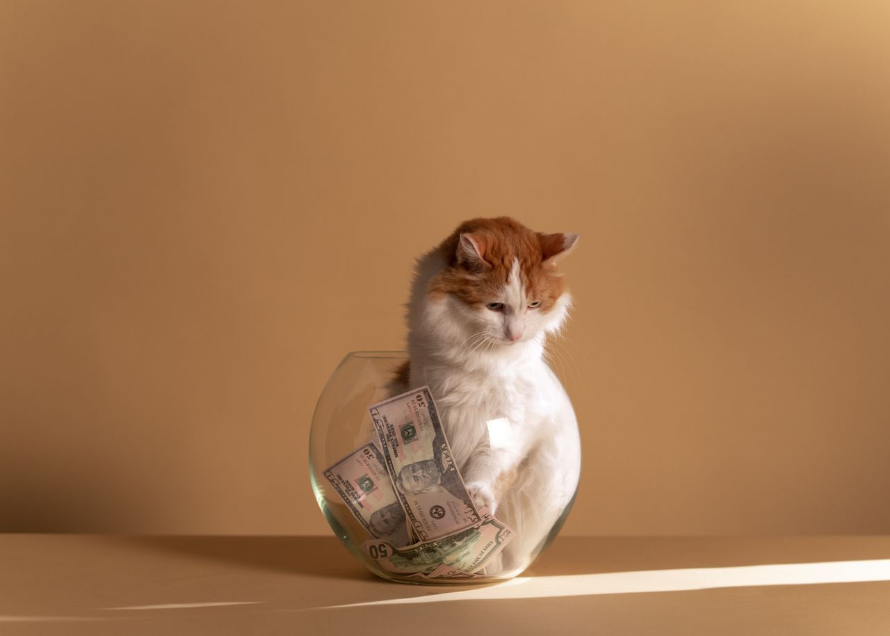 services-02 A fluffy white and orange cat sits in a fishbowl with cash, against a beige background in a conceptual art style.