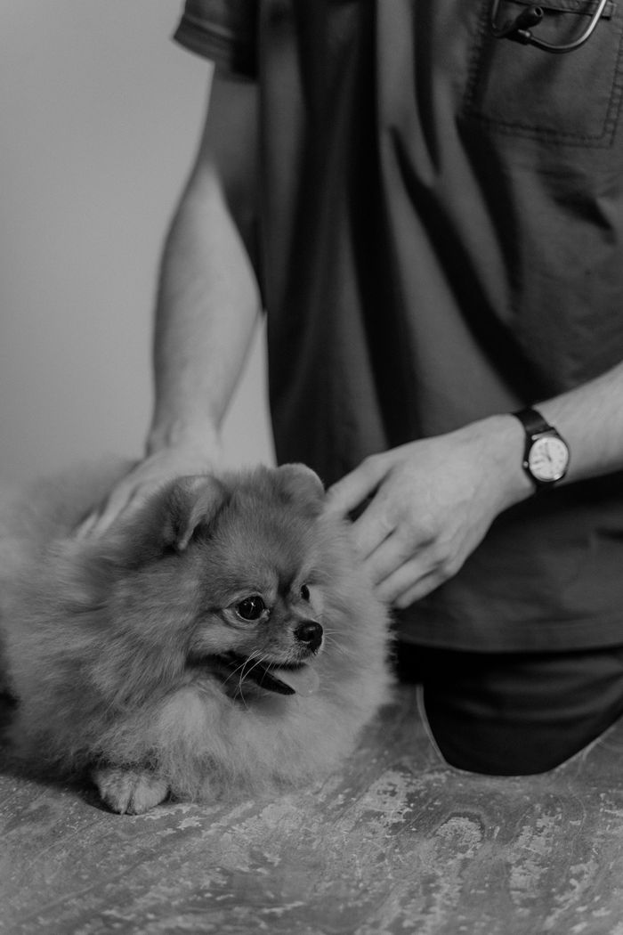 Black and white image of a Pomeranian being held by a veterinarian, showcasing calm interaction.