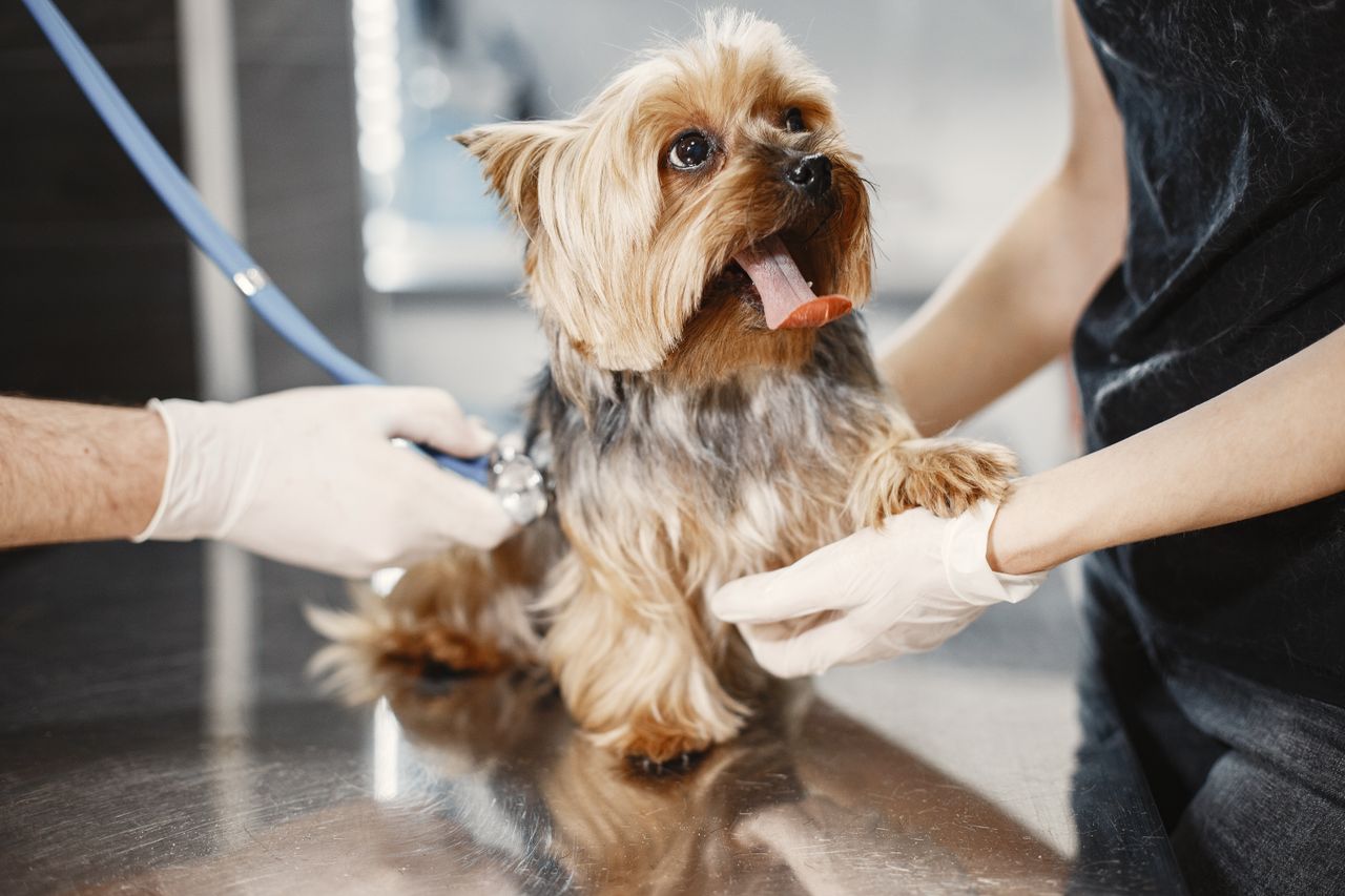 trusted-partner Adorable Yorkshire Terrier receiving a medical checkup at a vet clinic.