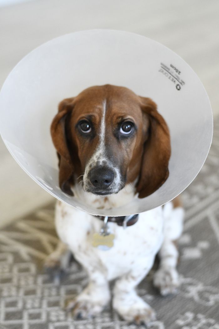 journey-02 Close-up of a sad Basset Hound wearing a medical dog cone indoors.